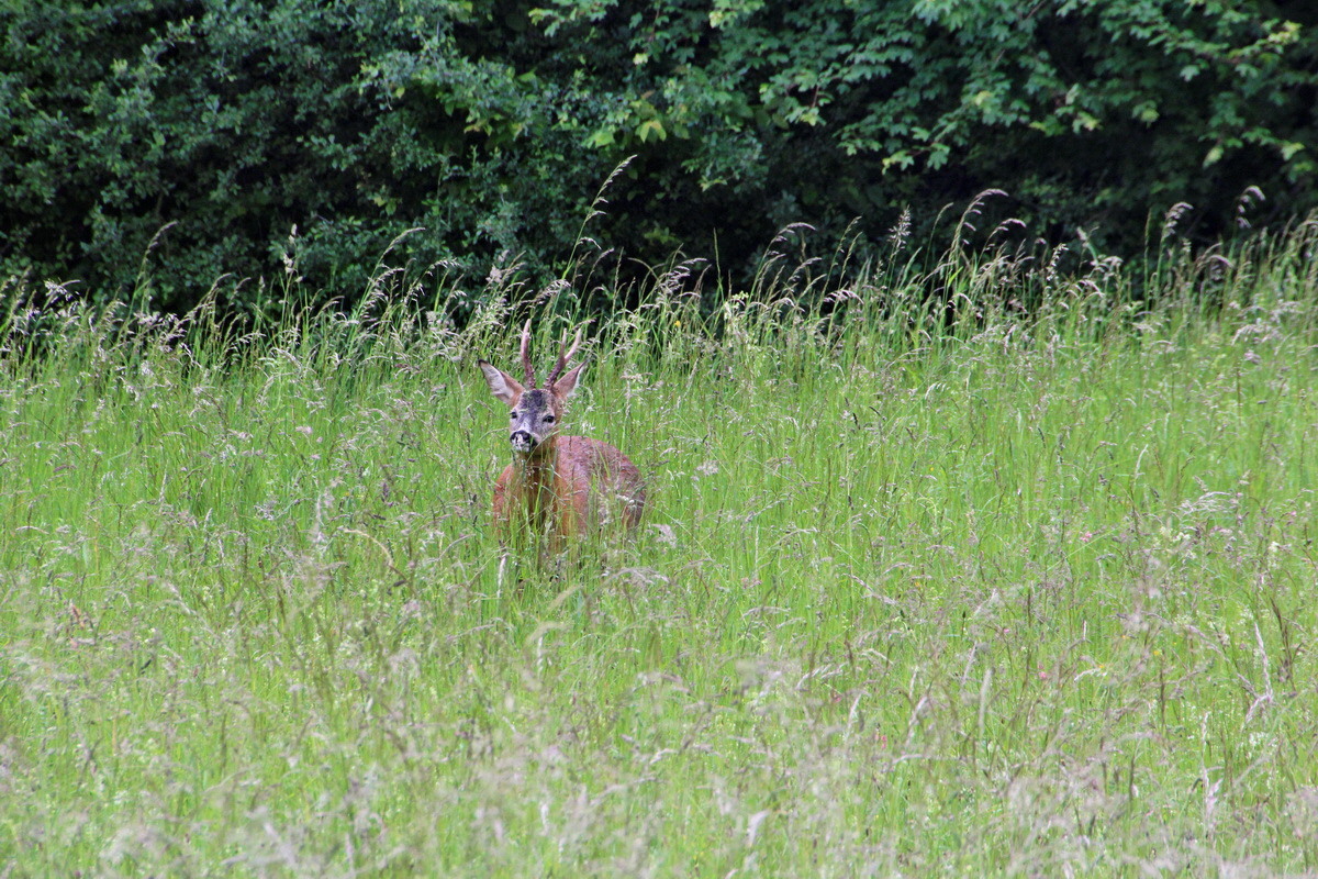 2014_05_29_00044182p_Bildgr��e �ndern