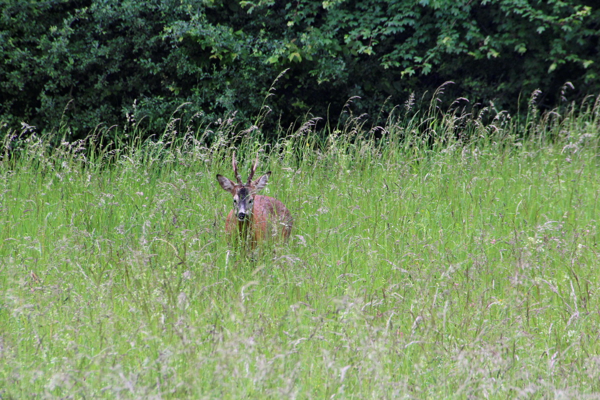 2014_05_29_00044183p_Bildgr��e �ndern