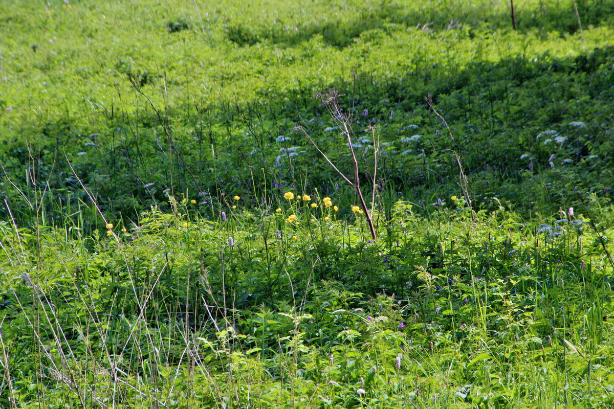 2014_05_30_00044248p_Bildgr��e �ndern