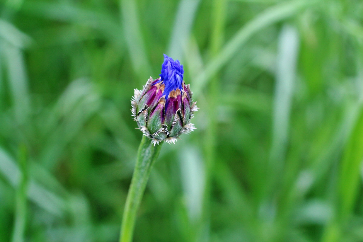 2014_05_30_00044273p_Bildgr��e �ndern