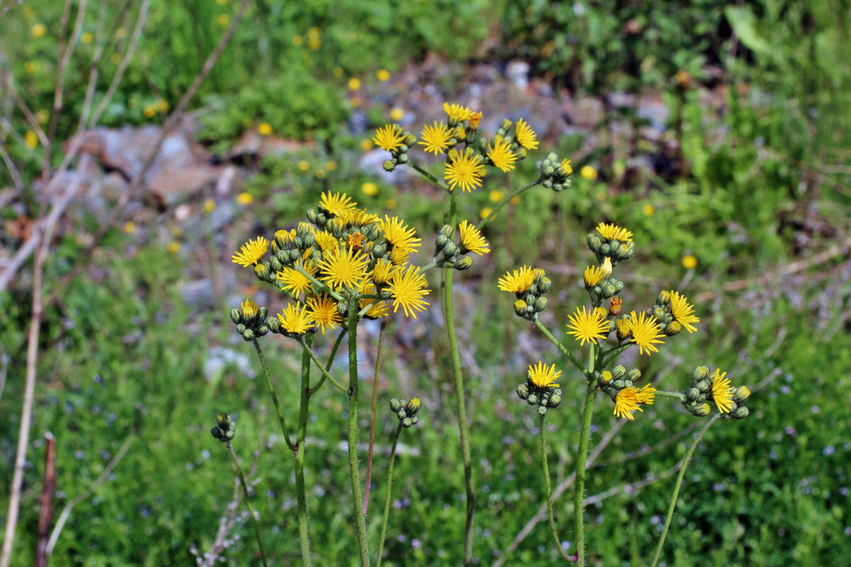 2014_05_30_00044314p_Bildgr��e �ndern