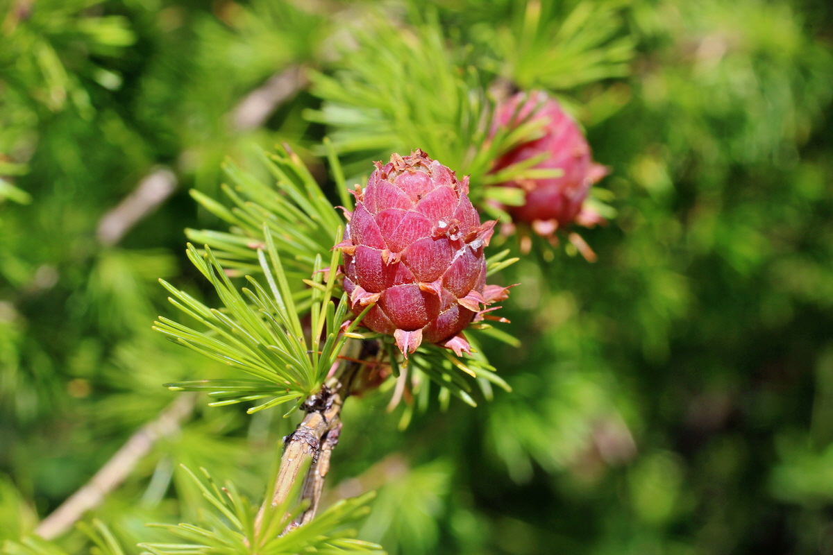 2014_05_30_00044339p_Bildgr��e �ndern