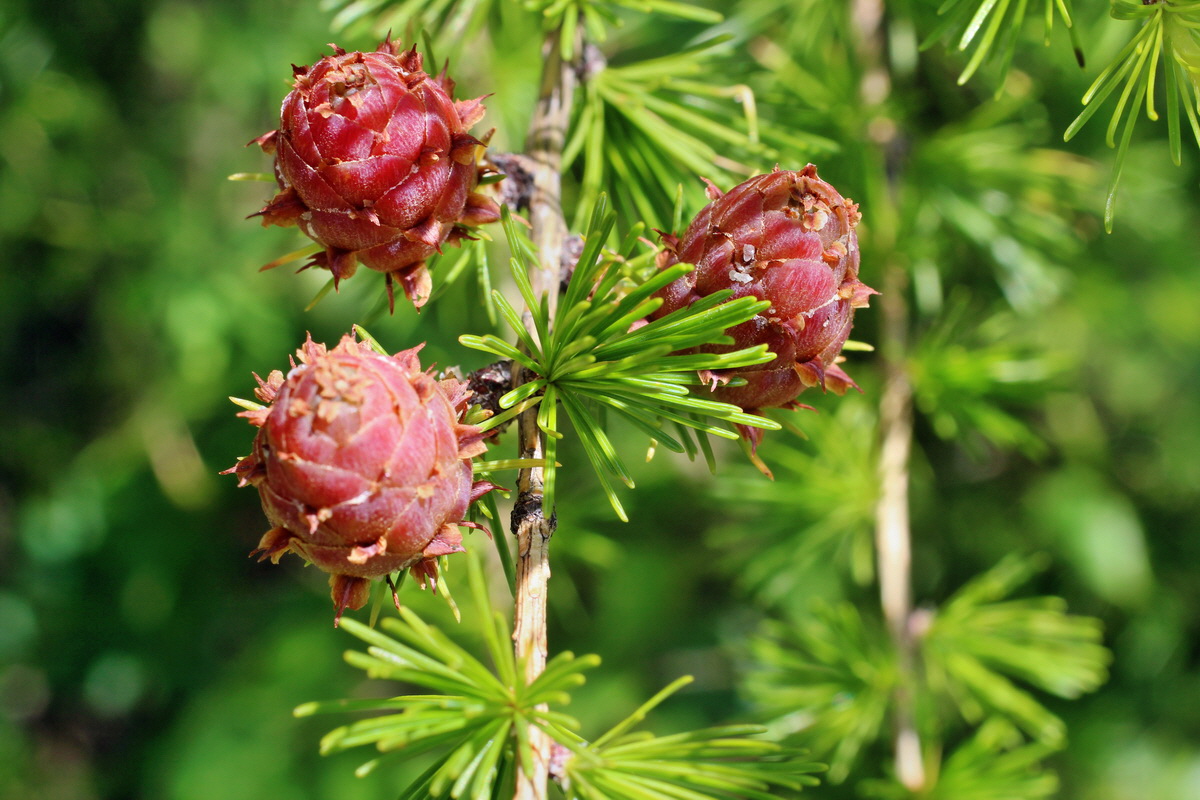 2014_05_30_00044349p_Bildgr��e �ndern