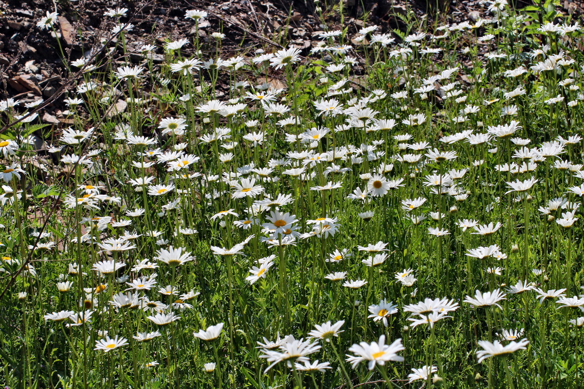 2014_05_30_00044370p_Bildgr��e �ndern