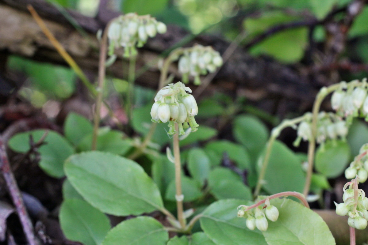 2014_05_30_00044444p_Bildgr��e �ndern