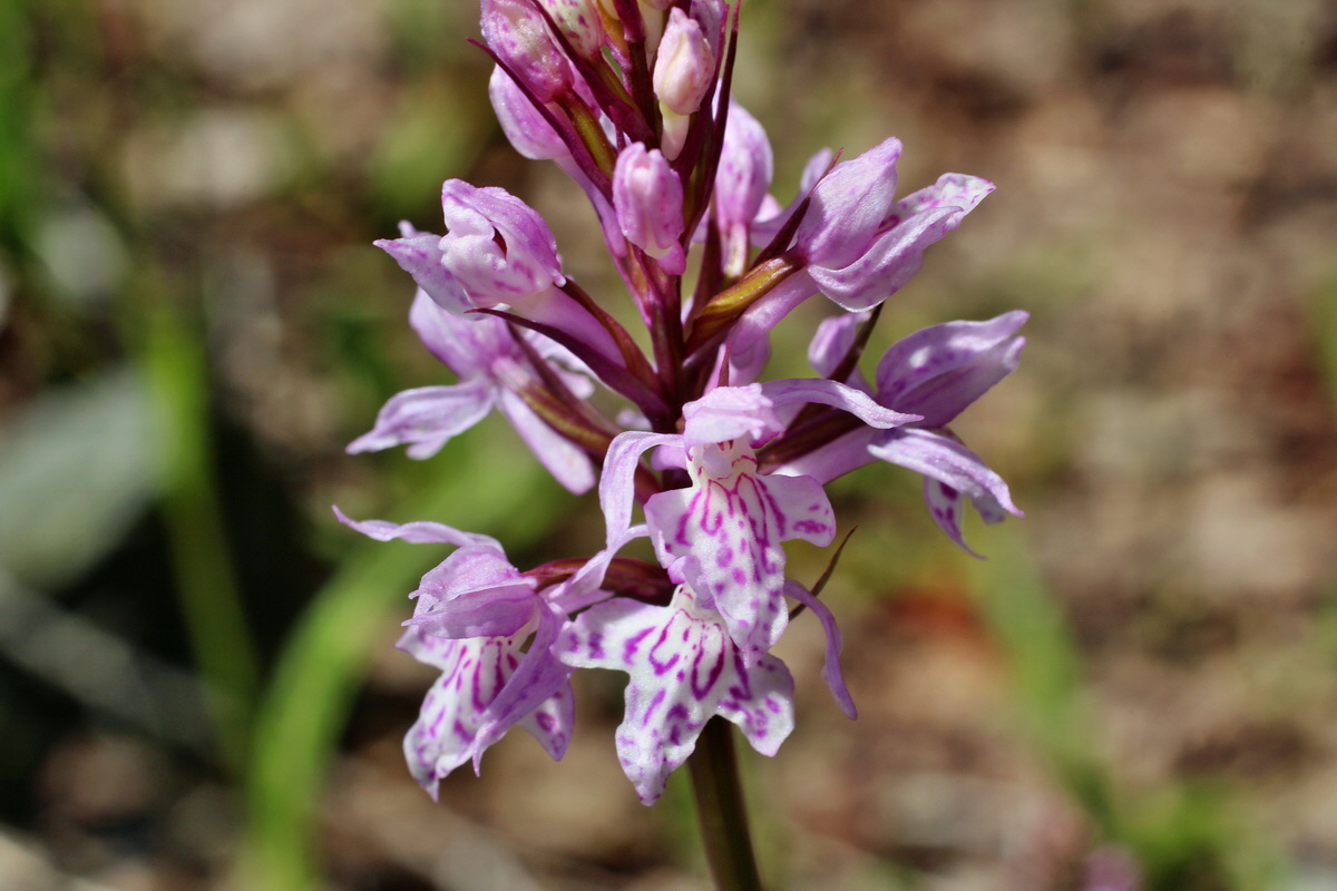 2014_05_30_00044474p_Bildgr��e �ndern