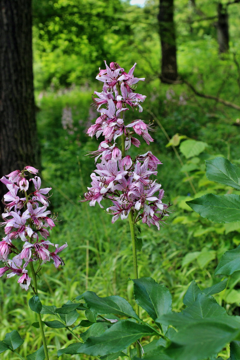 2014_05_30_00044534p_Bildgr��e �ndern