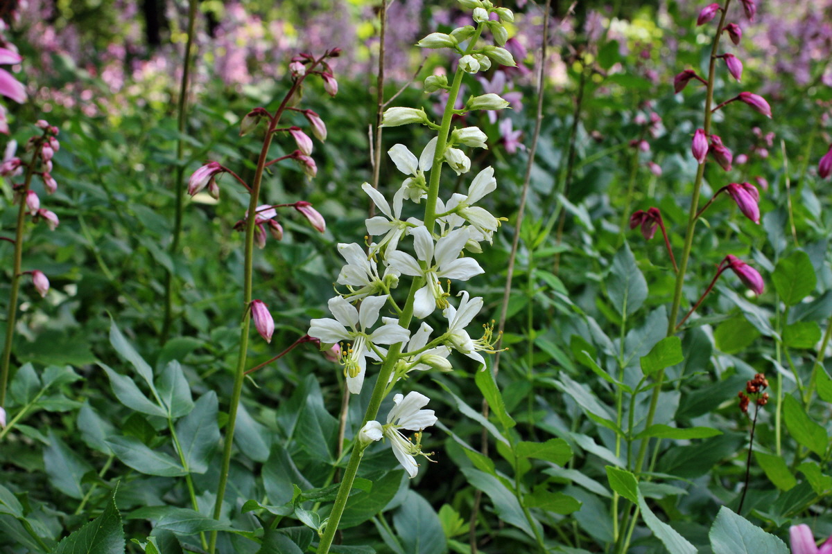 2014_05_30_00044547p_Bildgr��e �ndern