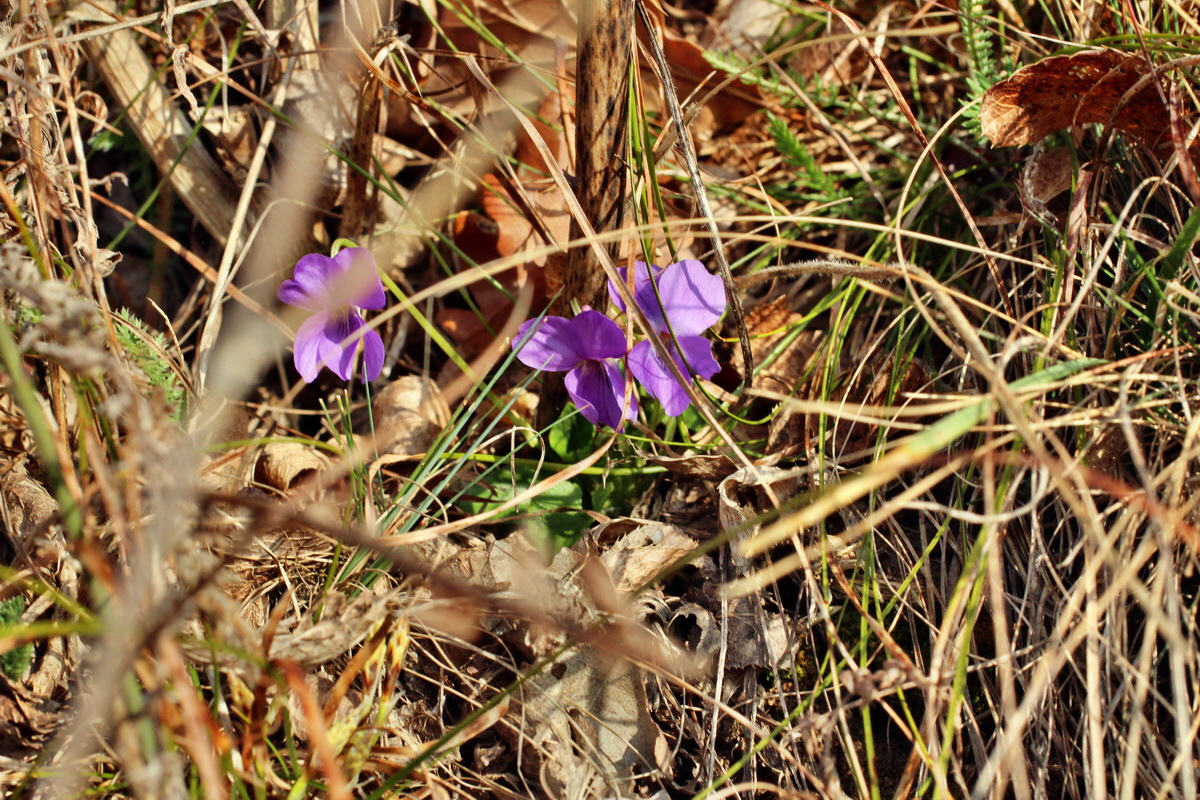 2014_03_07_00036697p_Bildgr��e �ndern