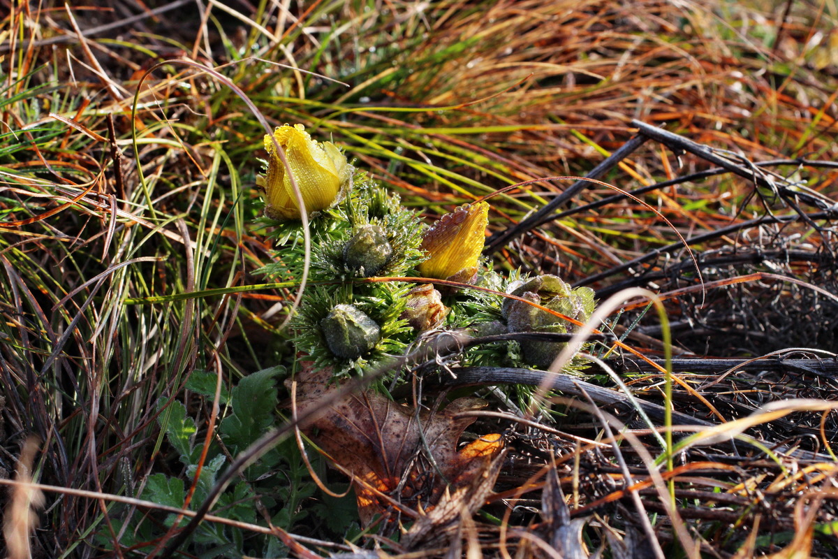 2014_03_07_00036728p_Bildgr��e �ndern