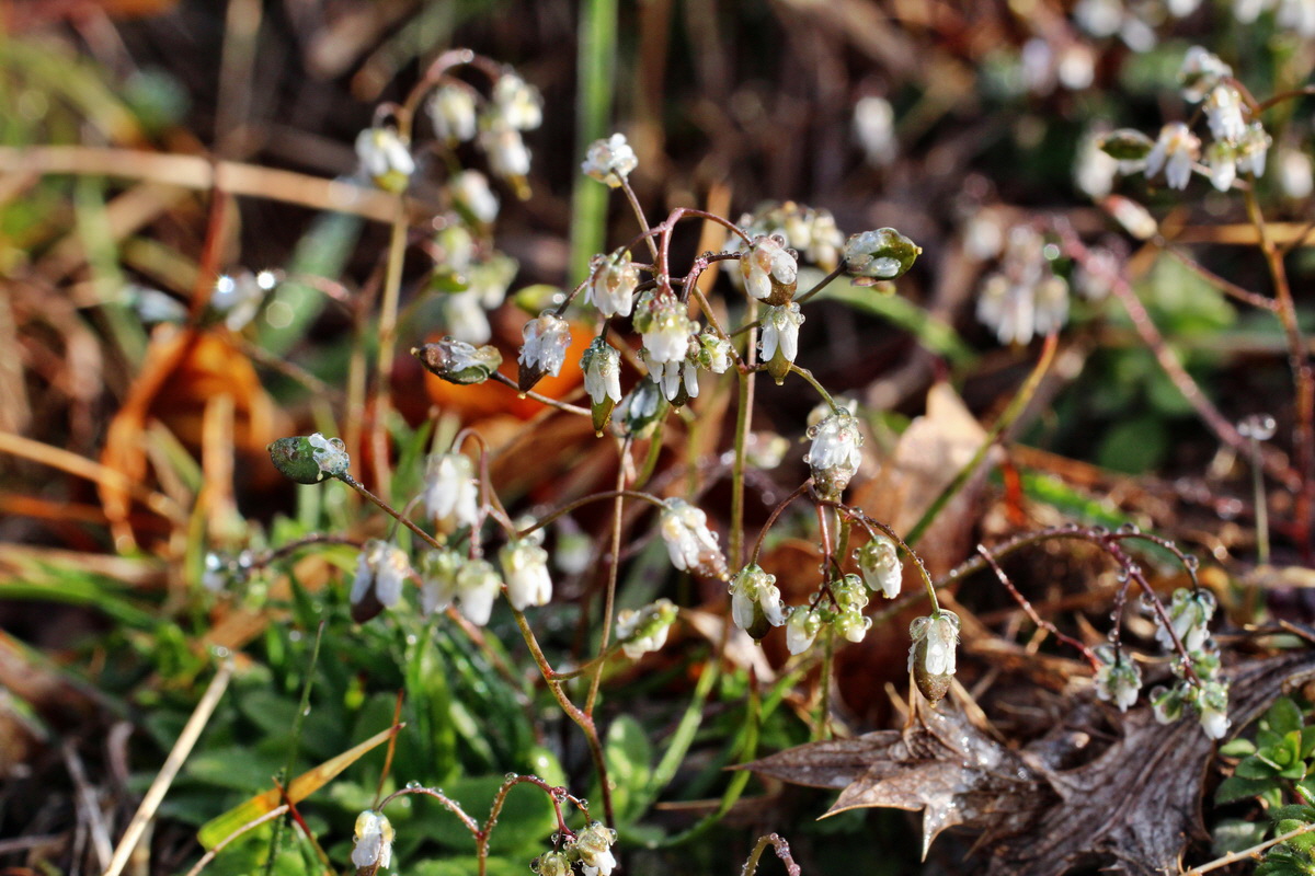 2014_03_07_00036748p_Bildgr��e �ndern