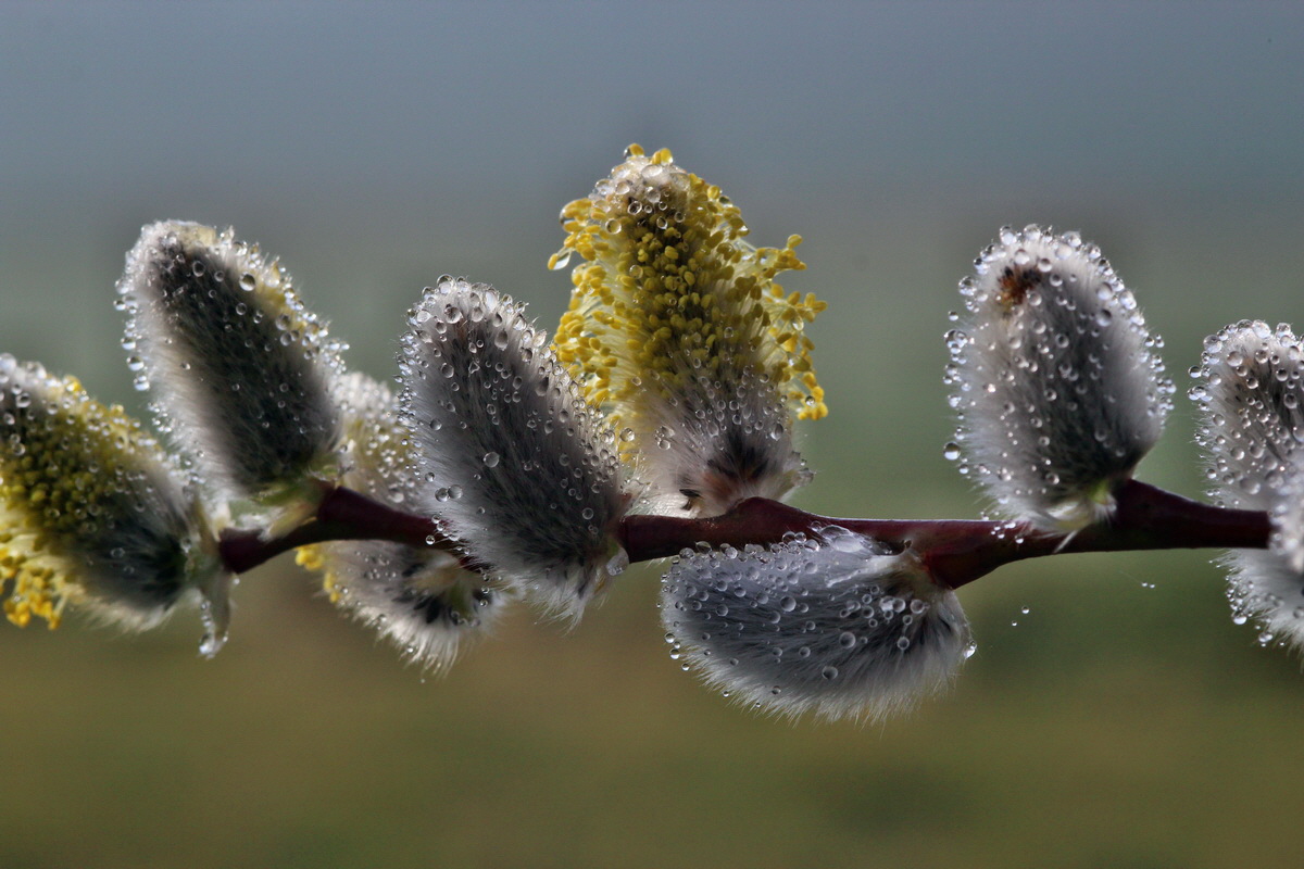 2014_03_07_00036781p_Bildgr��e �ndern