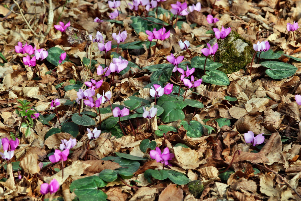 2014_03_07_00036819p_Bildgr��e �ndern