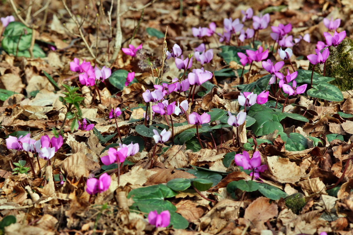 2014_03_07_00036822p_Bildgr��e �ndern