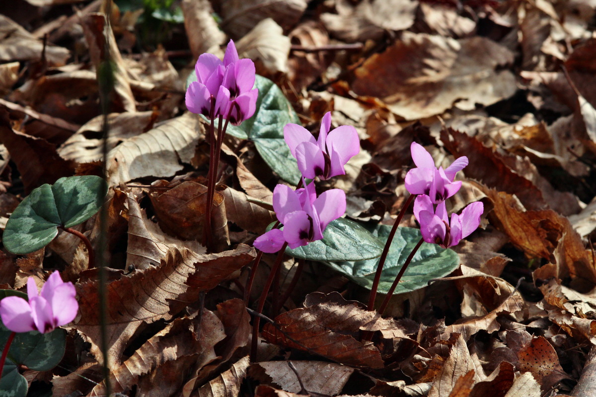 2014_03_07_00036832p_Bildgr��e �ndern