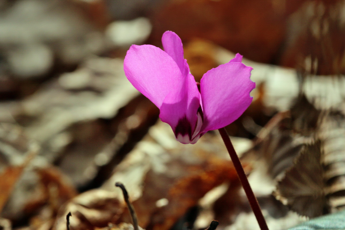 2014_03_07_00036835p_Bildgr��e �ndern