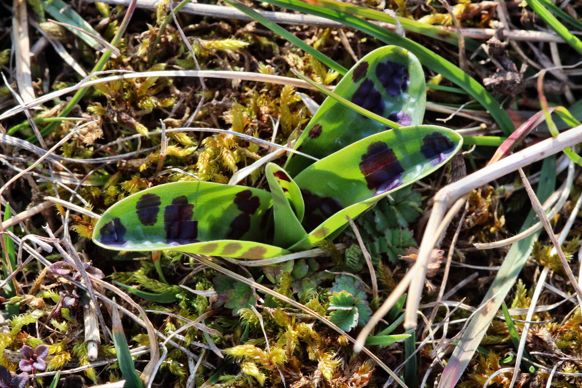 2014_03_08_00036888p_Bildgr��e �ndern