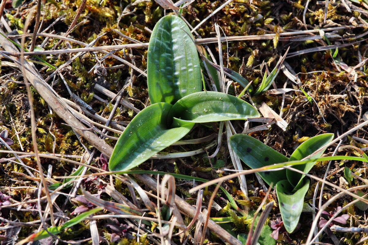 2014_03_08_00036890p_Bildgr��e �ndern