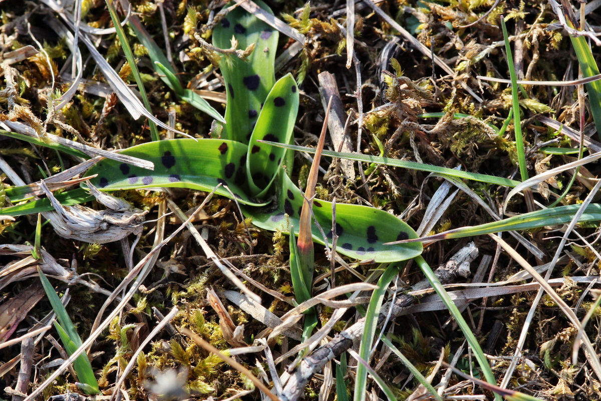 2014_03_08_00036900p_Bildgr��e �ndern