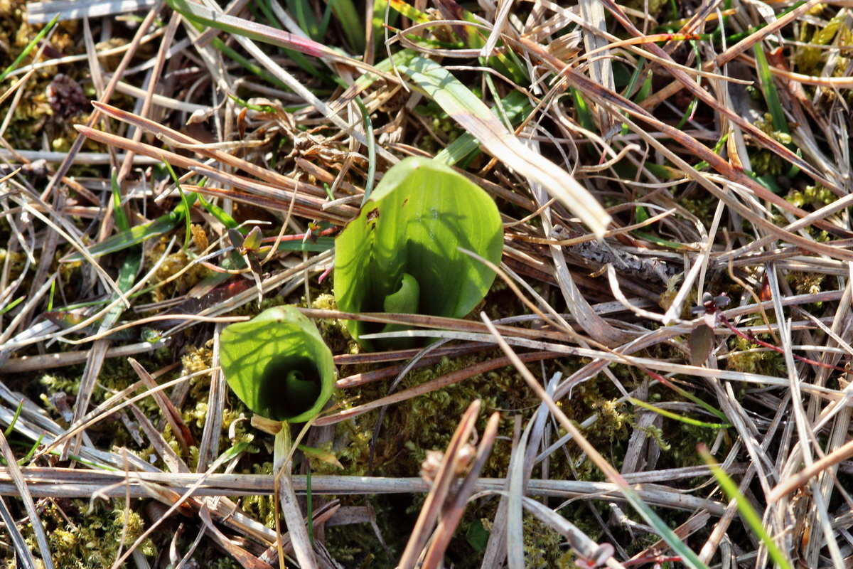 2014_03_08_00036905p_Bildgr��e �ndern