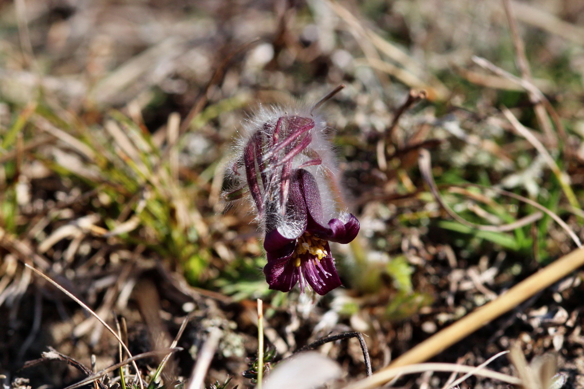 2014_03_10_00036949p_Bildgr��e �ndern