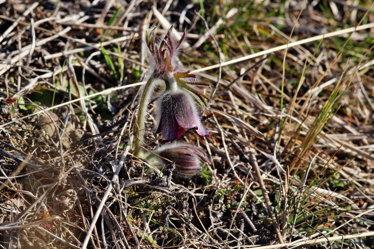 2014_03_10_00036975p_Bildgr��e �ndern