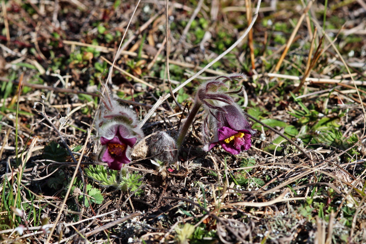 2014_03_10_00036980p_Bildgr��e �ndern