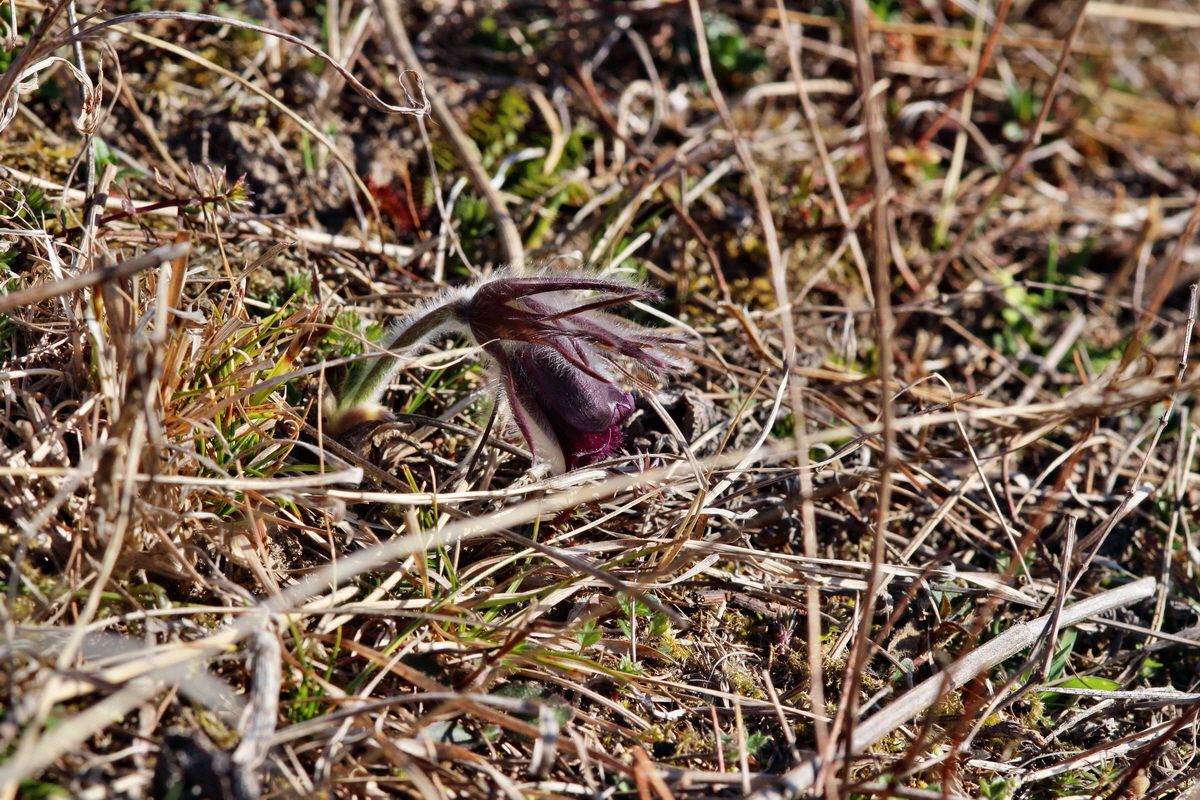 2014_03_10_00036996p_Bildgr��e �ndern