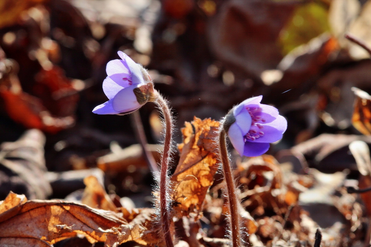 2014_03_10_00037030p_Bildgr��e �ndern