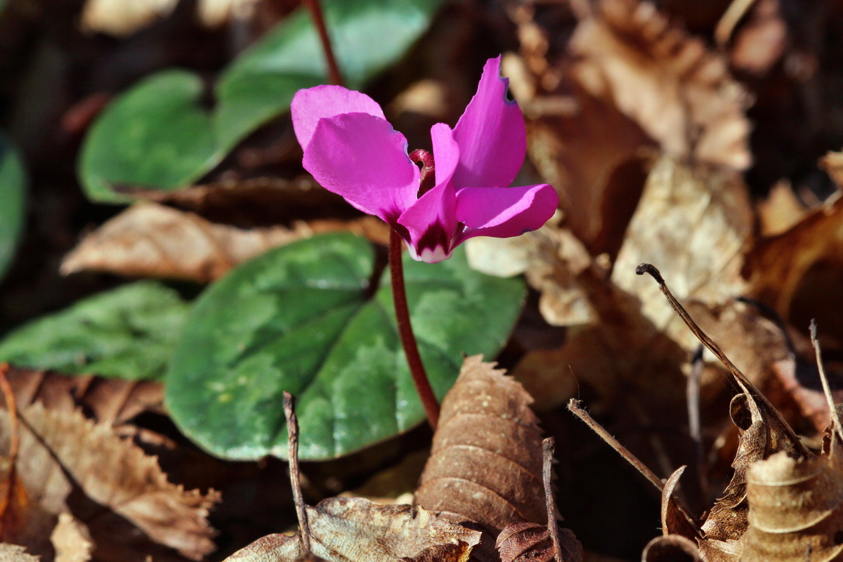 2014_03_10_00037034p_Bildgr��e �ndern