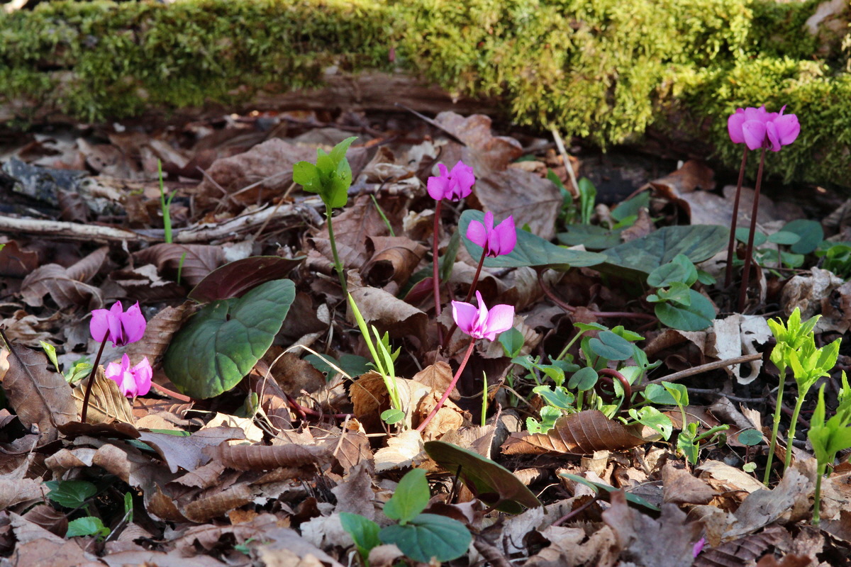 2014_03_10_00037037p_Bildgr��e �ndern