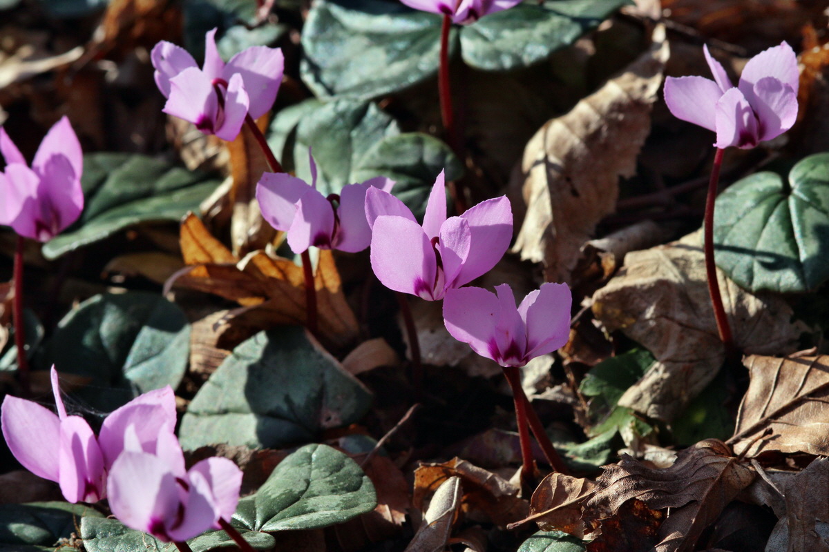 2014_03_10_00037039p_Bildgr��e �ndern