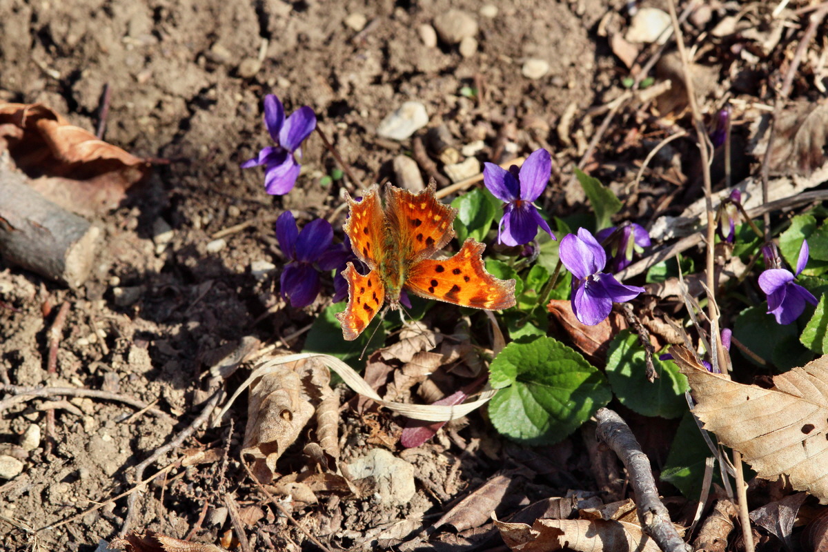 2014_03_10_00037047p_Bildgr��e �ndern