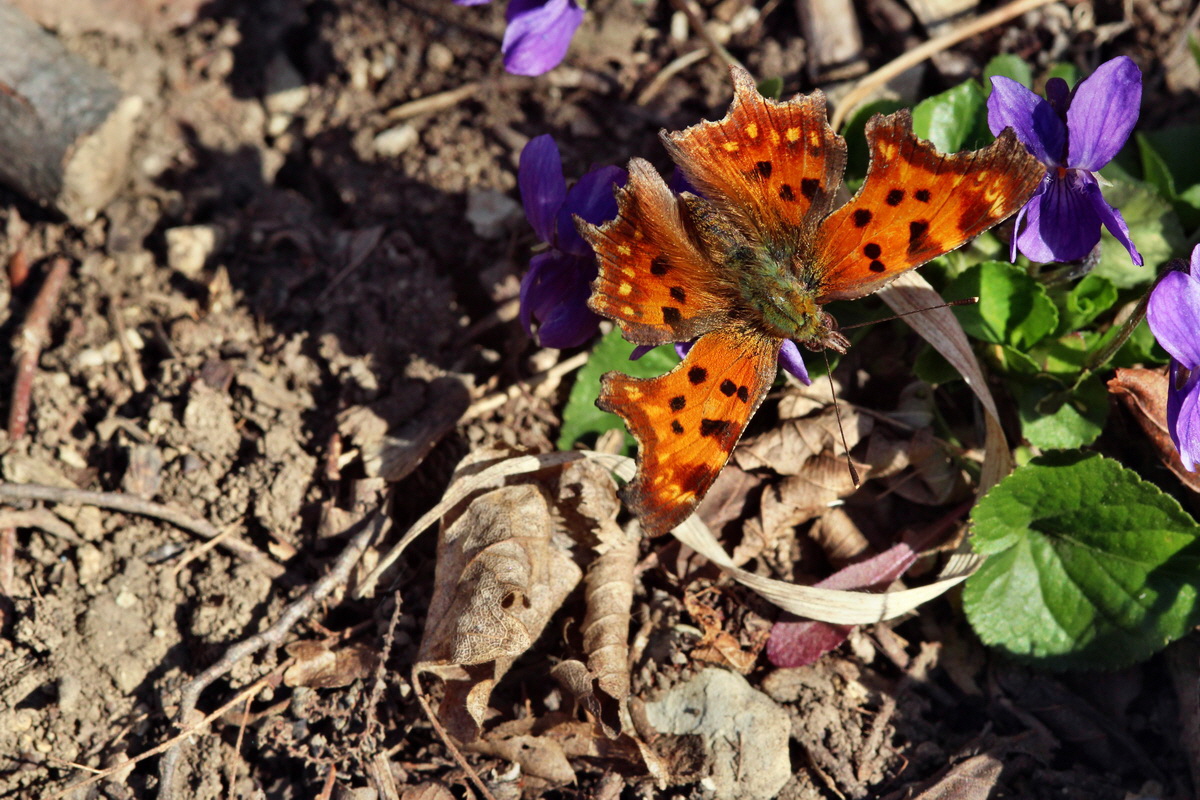 2014_03_10_00037061p_Bildgr��e �ndern