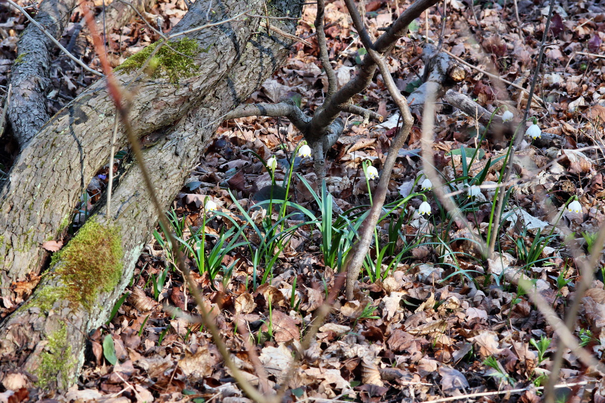 2014_03_10_00037101p_Bildgr��e �ndern