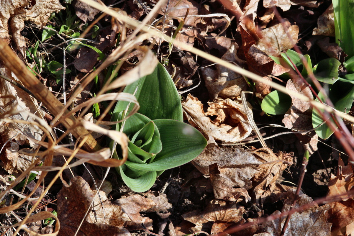 2014_03_10_00037136p_Bildgr��e �ndern