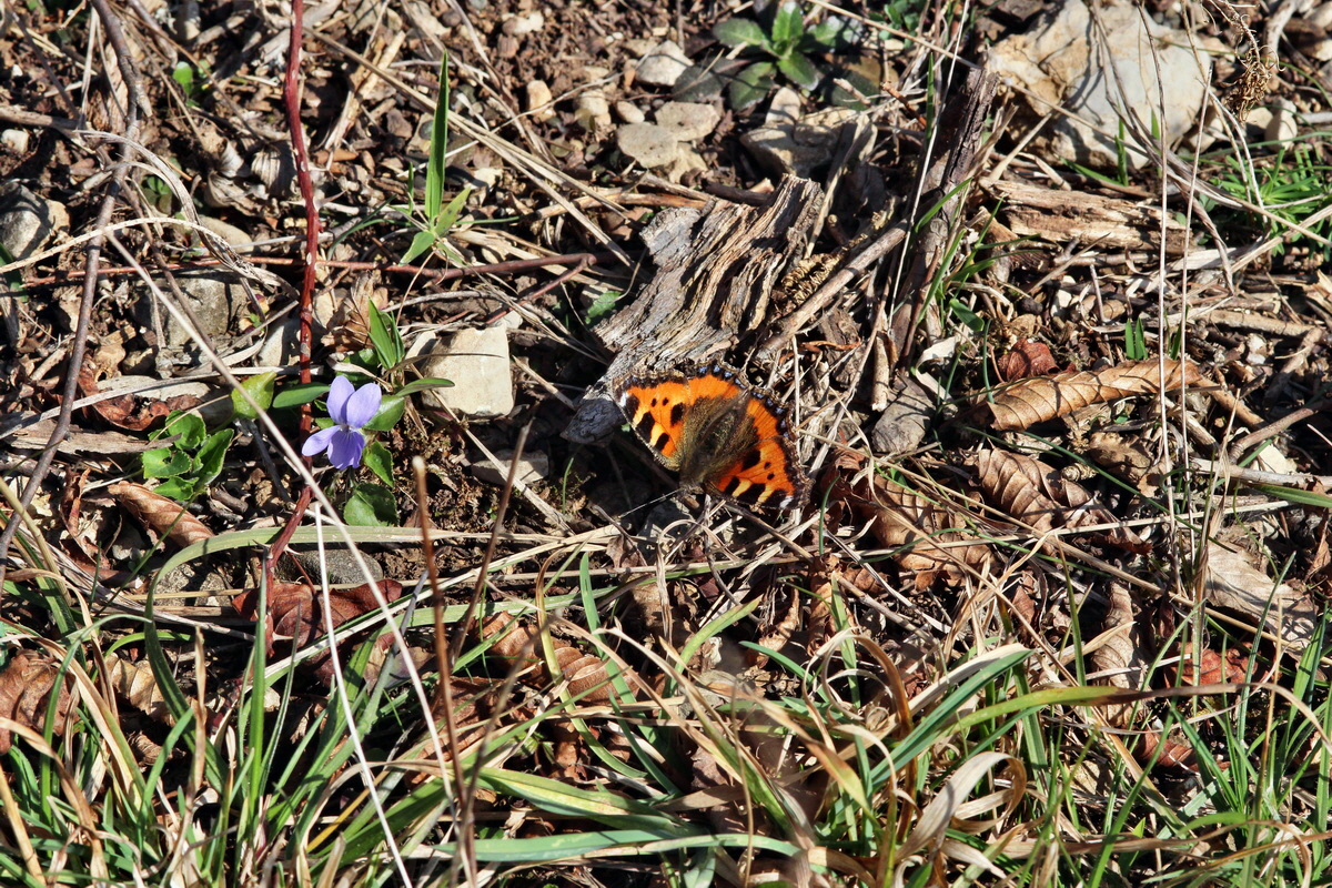 2014_03_10_00037190p_Bildgr��e �ndern