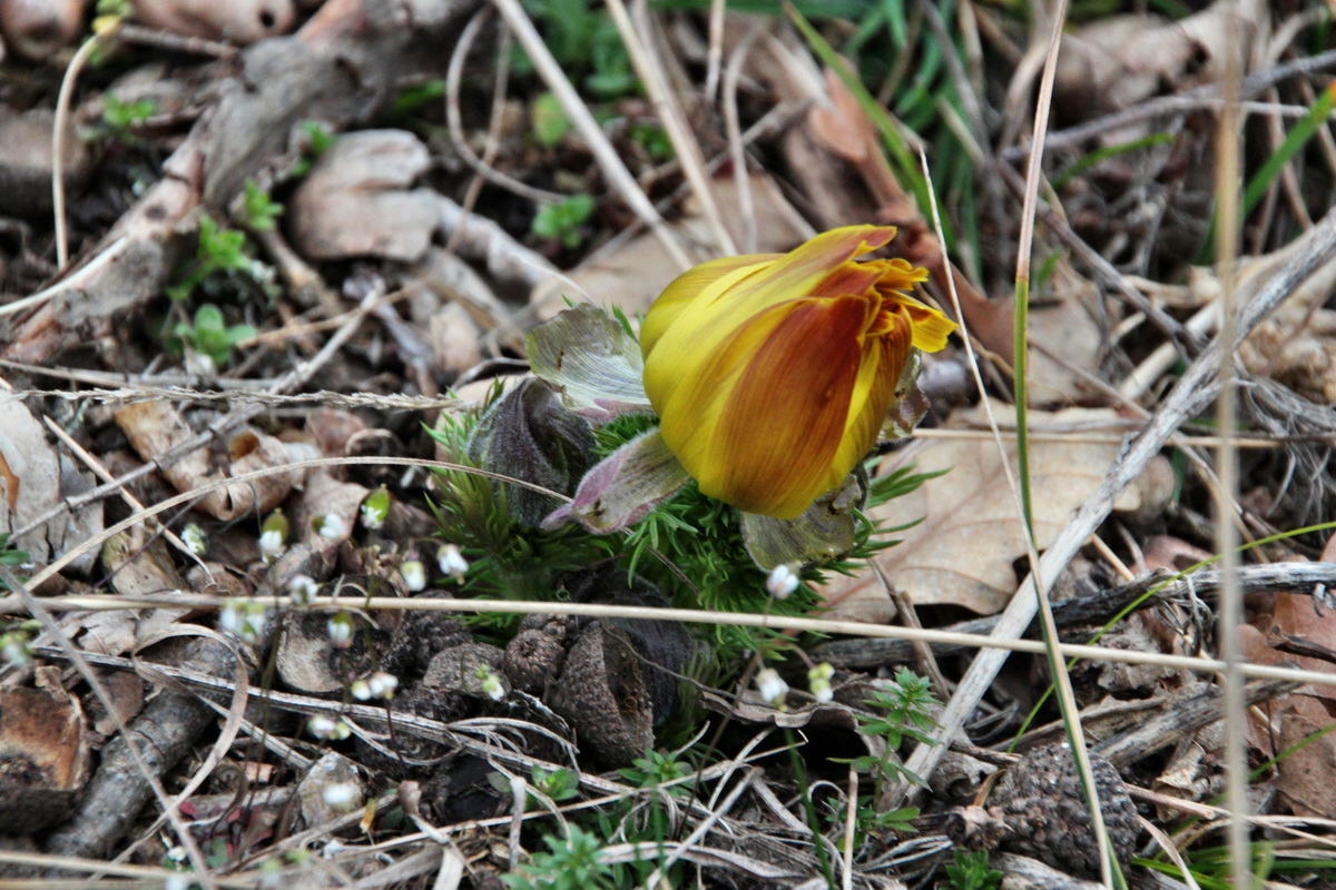 2014_03_11_00037238p_Bildgr��e �ndern