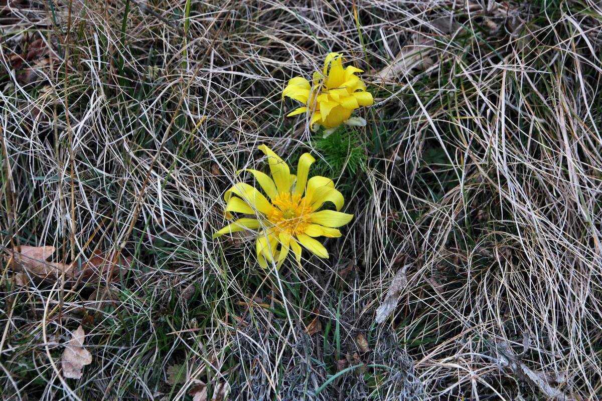 2014_03_11_00037268p_Bildgr��e �ndern