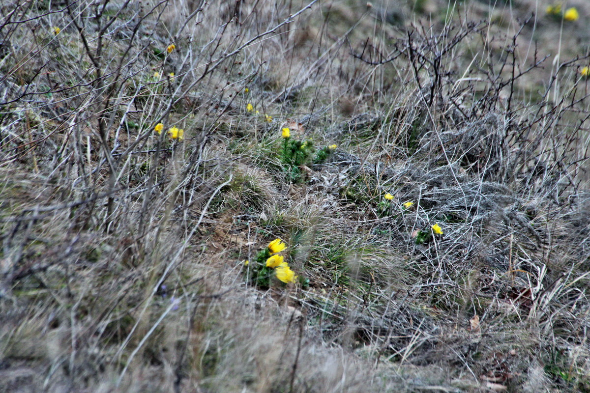 2014_03_11_00037274p_Bildgr��e �ndern