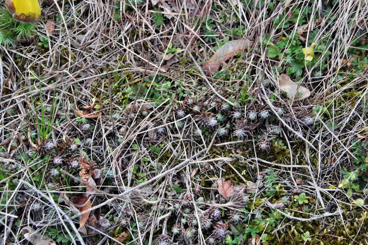 2014_03_11_00037286p_Bildgr��e �ndern