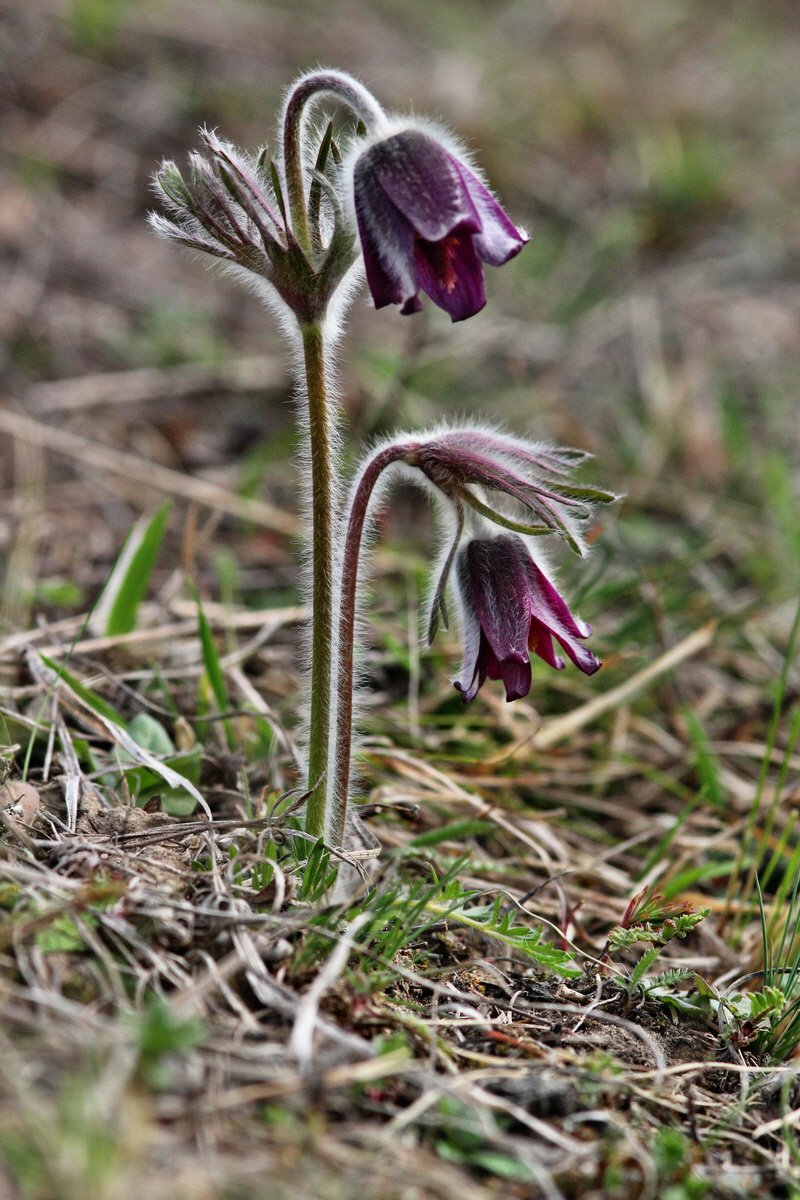 2014_03_18_00037949p_Bildgr��e �ndern