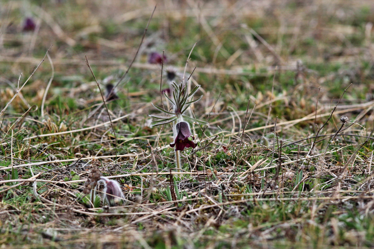 2014_03_18_00037956p_Bildgr��e �ndern