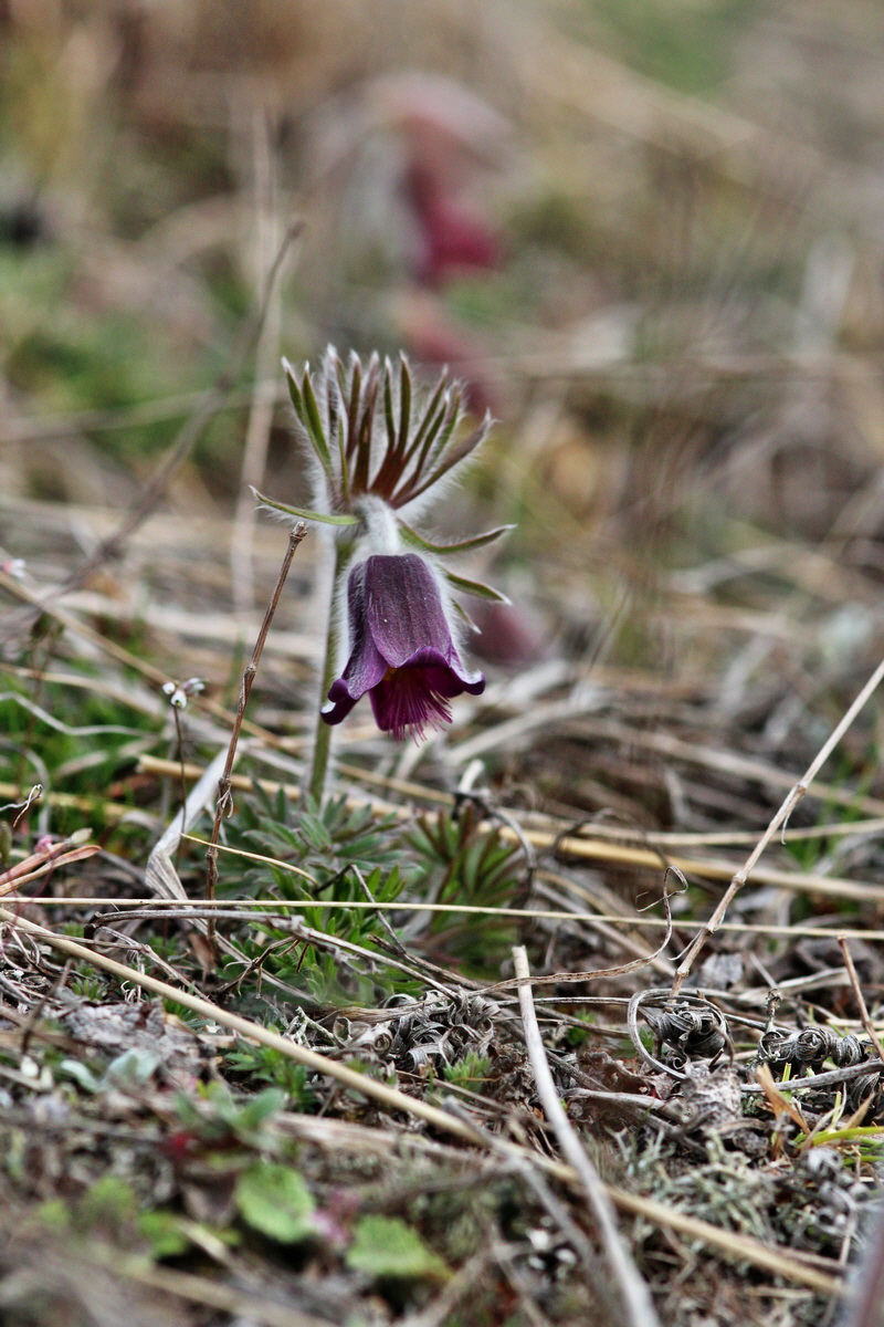 2014_03_18_00037966p_Bildgr��e �ndern