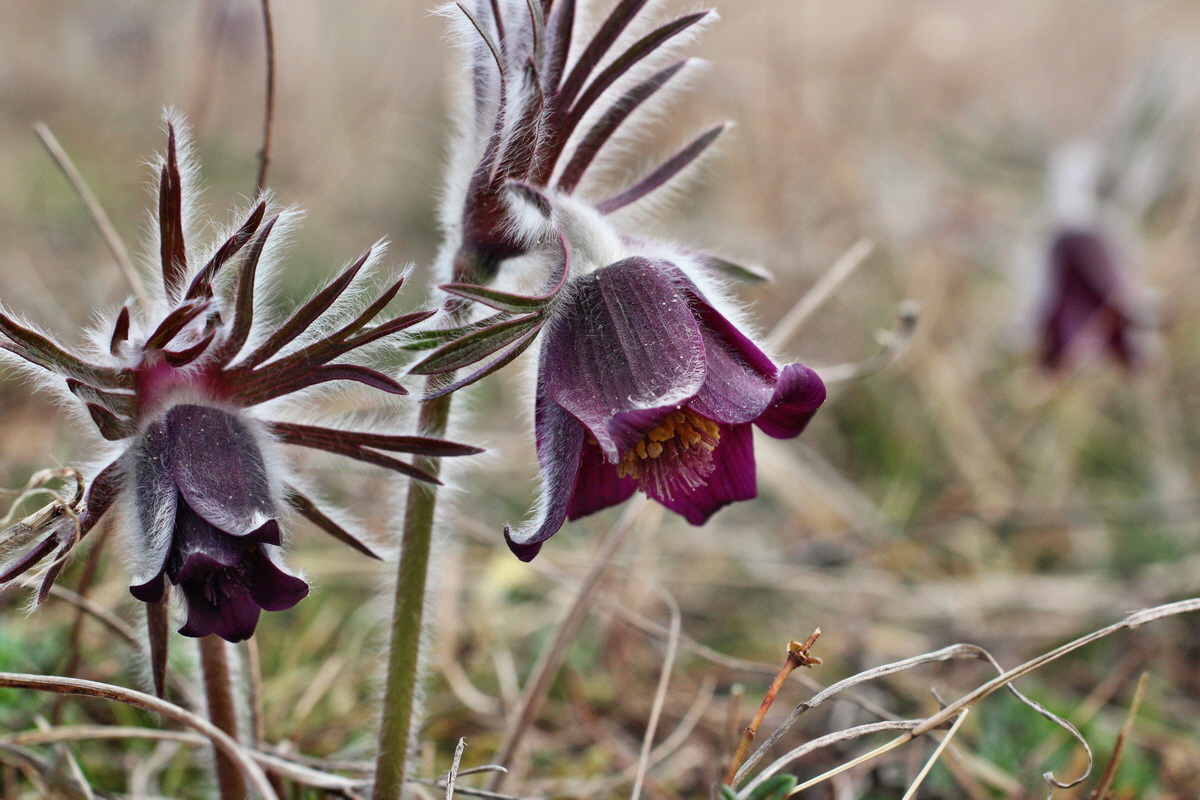 2014_03_18_00037975p_Bildgr��e �ndern