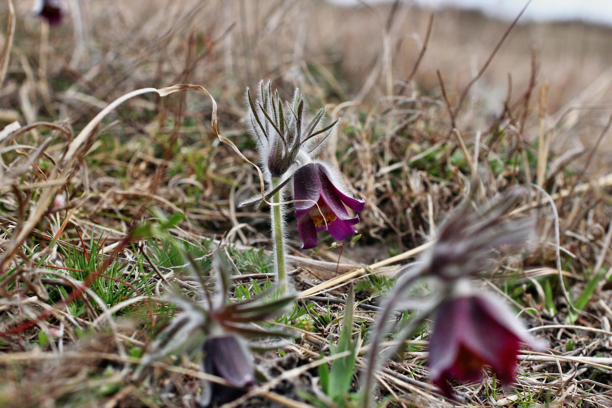 2014_03_18_00037981p_Bildgr��e �ndern