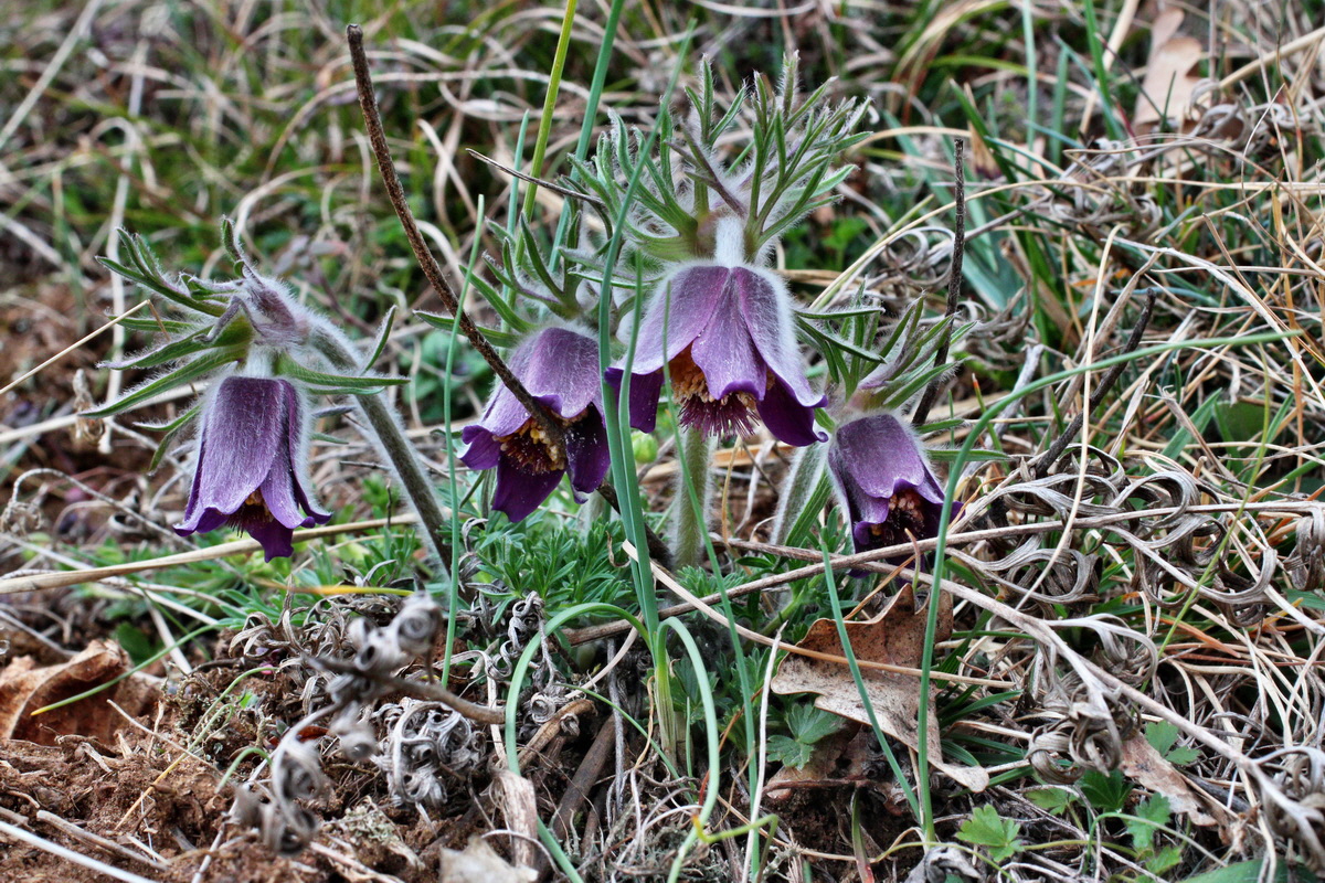 2014_03_18_00038076p_Bildgr��e �ndern