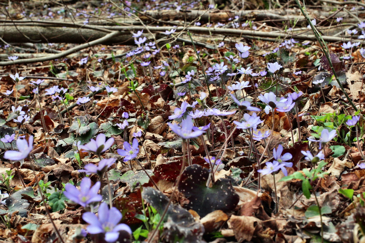 2014_03_21_00038252p_Bildgr��e �ndern