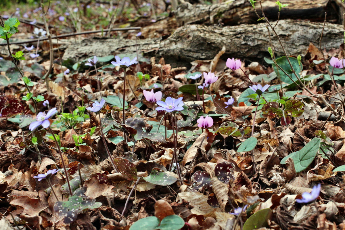 2014_03_21_00038253p_Bildgr��e �ndern