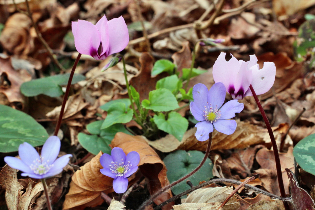 2014_03_21_00038257p_Bildgr��e �ndern